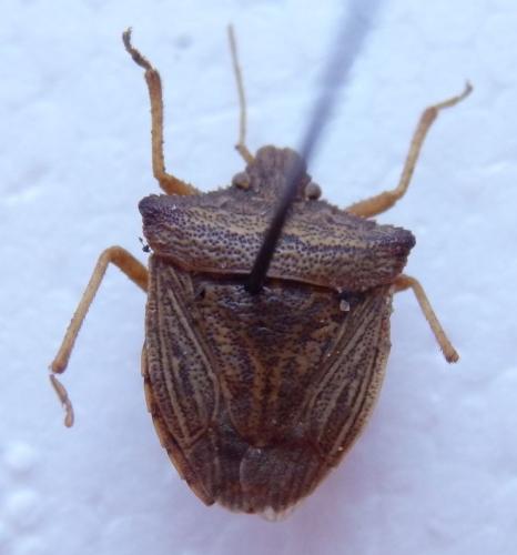 Agroecus griseus